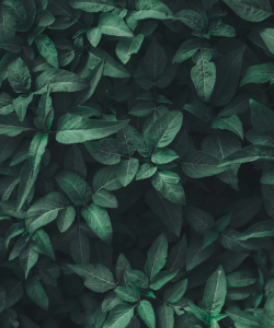 Characteristics of Plant Leaves That Lack Certain Nutrients