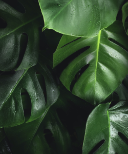 🌿 Not Every Office Has Sunlight,  but Every Office Deserves Greenery 🌿